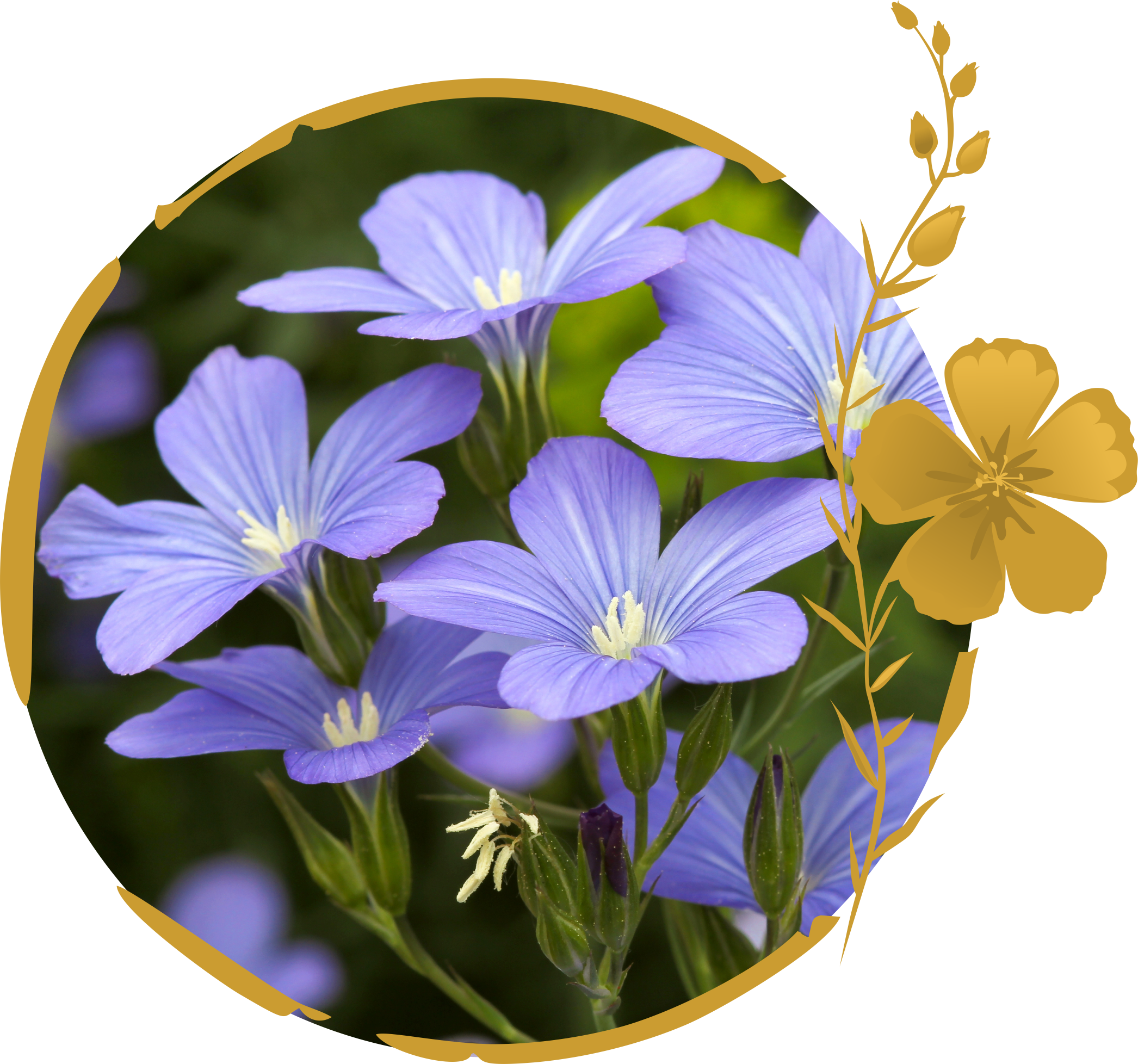 Bild von Flachsblüten mit Logo-Rahmen